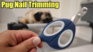 How to Trim Pug Nails [upl. by Aciras]