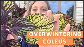 Taking Coleus Cuttings to Overwinter Inside zone 5b [upl. by Silvia]