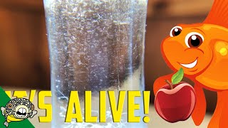 How to culture Vinegar Eels The EASY Way Live Fish Food [upl. by Ycam]