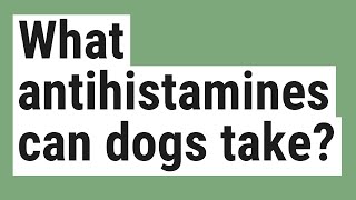 What antihistamines can dogs take [upl. by Havelock]