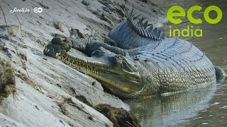 Eco India How Indias critically endangered gharial bounced back from the brink of extinction [upl. by Eenerb]