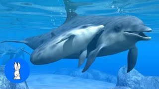 Sound Of Dolphins dolphin calls [upl. by Natassia]