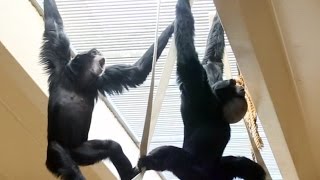 Siamang Gibbons howling and playing [upl. by Akinehc]