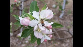 Apple Pollination [upl. by Naic152]