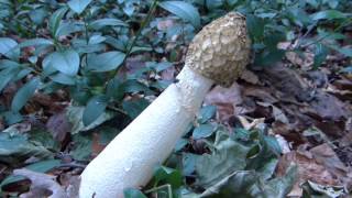 Phallus Impudicus Var Togatus mushroom [upl. by Festatus]