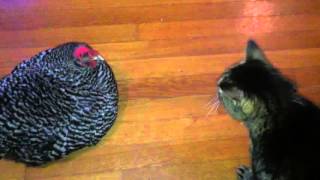 The Chicken amp Cat Talk to Each Other [upl. by Rilda]