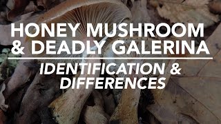 Honey Mushroom amp Deadly Galerina  Identification and Differences with Adam Haritan [upl. by Anrahs]