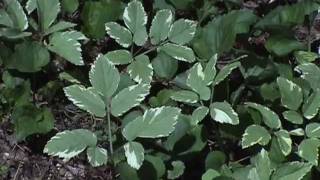 Edible Plants Goutweed [upl. by Meghann]