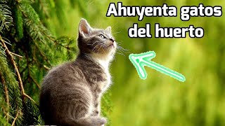 Como AHUYENTAR GATOS en el Huerto de manera rápida fácil y eficaz 🐱 Plantas sanas [upl. by Dnalyaw]