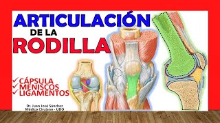 🥇 ARTICULACION DE LA RODILLA ¡Explicación Sencilla [upl. by Idaline]