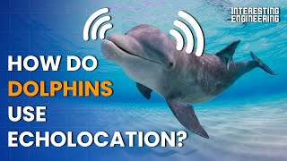 Dolphins Even Smarter Than You Thought  Nat Geo Live [upl. by Solorac]