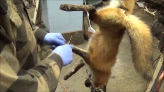 Professional Fur Handling Red Fox Part 1 Skinning [upl. by Joachim596]