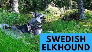 Swedish Elkhound  Jämthund  Dog Breed Profile [upl. by Inaoj297]