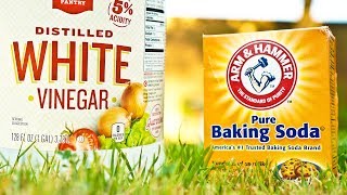 Vinegar vs Baking Soda Weed Killer Comparison [upl. by Ayal]