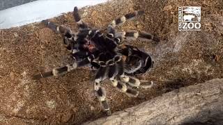 Redkneed Tarantula Molting  Cincinnati Zoo [upl. by Agnot]