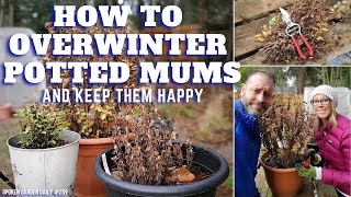 How to Easily Overwinter Your Potted Mums [upl. by Cila970]