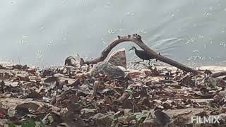 White breasted waterhen [upl. by Musetta]