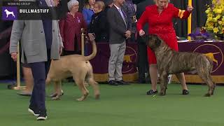 Bullmastiffs  Breed Judging 2020 [upl. by Euqinimod]