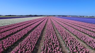 Dutch flower fields near Keukenhof The Netherlands drone footage [upl. by Hertha]