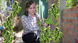 Fresh Bilimbi Fruit in Homeland  Cooking Tasty Meatball with Bilimbi Sauce [upl. by Anyek]