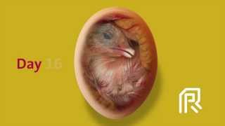 Embryonic development of the chicken [upl. by Delwyn]