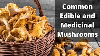 A Brief Guide to Common Edible Mushrooms [upl. by Brigette]