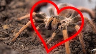 Tarantulas Are Getting Busy in Arizona Desert [upl. by Eniamurt355]