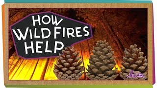 How Wildfires Help  Science for Kids [upl. by Millur]