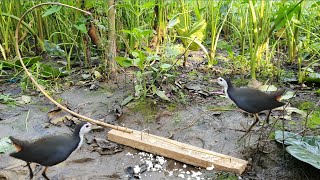 Easy Bird Trap  Amazing Breasted Waterhen Trap  How To Creative Easy Bird Trap🐤 [upl. by Pul189]