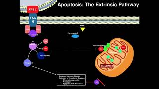 Apoptosis  The Extrinsic Pathway [upl. by Ecyac]