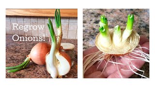 How to Regrow Onions from Scraps March 2017 [upl. by Mansur]