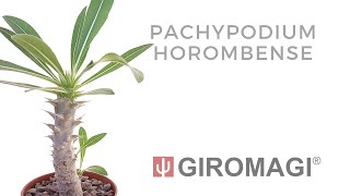 Pachypodium horombense [upl. by Ahsuatal]