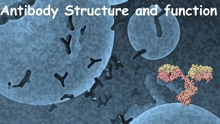 Antibody structure and function [upl. by Royall]