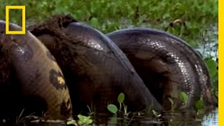 Anaconda vs Mammal  National Geographic [upl. by Roose876]