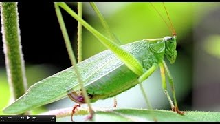 Understanding Insect Sounds Natures Orchestra [upl. by Ahsai]