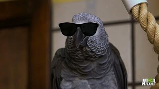 Meet Santos The Rapping Potty Mouth Parrot [upl. by Romine]