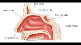 Fosas Nasales [upl. by Ayardna]