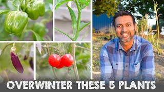 5 Vegetable Plants You Can Overwinter and Grow Next Year [upl. by Aubreir]