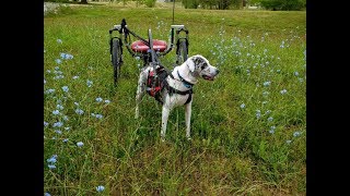 How to wear out a Catahoula Leopard Dog [upl. by Henrion671]