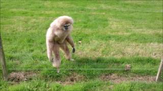 Gibbon freaks out over hedgehog [upl. by Ilohcin626]