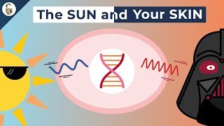 How UV Rays Damage Skin [upl. by Lyret]