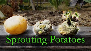 Sprouting Potatoes  Garden Quickie Episode 10 [upl. by Ahsenat378]