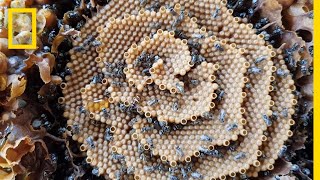 See the Unique Spiral Hives of the Australian Stingless Bee  National Geographic [upl. by Eyks]