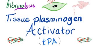 Tissue Plasminogen Activator tPA [upl. by Erej212]