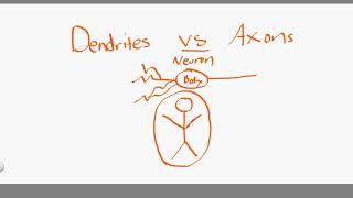 dendrites vs axons [upl. by Enimsay]