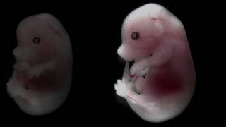 IVF Embryo DevelopmentDay 3  Embryo Journey 8 Cell Stage  Time Lapse Imaging Part 3 Dr Jay Mehta [upl. by Idalina]