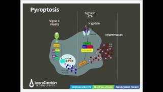 Pathways to Cell Death Apoptosis Pyroptosis and Autophagy [upl. by Perretta960]