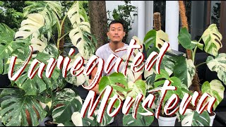 Variegated monstera care and propagation [upl. by Aralomo256]