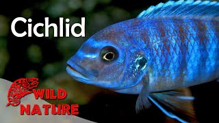 Lake Malawi Cichlids  WILD NATURE [upl. by Longan]