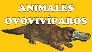 Animales ovovivíparos y sus características [upl. by Marie581]